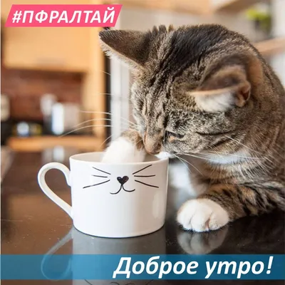 открытки доброе утро с кошками｜Поиск в TikTok