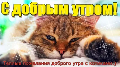 с добрым утром картинки кошки｜Поиск в TikTok