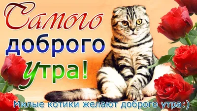 сдобрымутром #котики #утродоброе #красивоевидео | TikTok