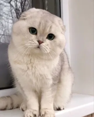 Самая милая кошка в мире - 71 фото