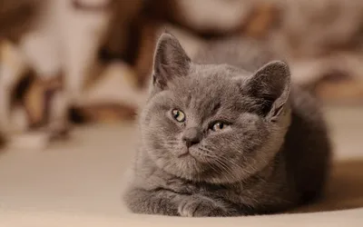 Купить Моделирование мини-кошки, милые плюшевые кошки со звуком, детские  подарки на день рождения, креативные украшения с имитацией кошек, товары  для украшения дома | Joom