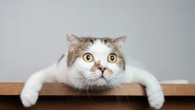 Cтикеры милые котики, наклейки с котами, 6 шт купить по низким ценам в  интернет-магазине Uzum (546442)