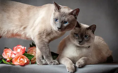Милые 5 кошек в бело-синих тонах, …» — создано в Шедевруме