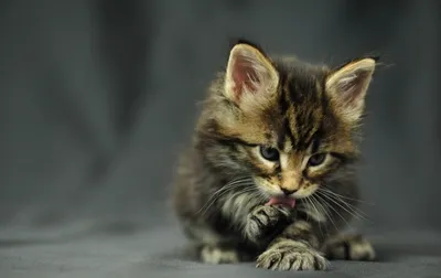 5 пород кошек, которые почти не линяют. Это не только сфинкс | РБК Life