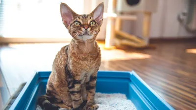 Генетика окрасов кошек: агути и табби (мраморный, тигровый, пятнистый)