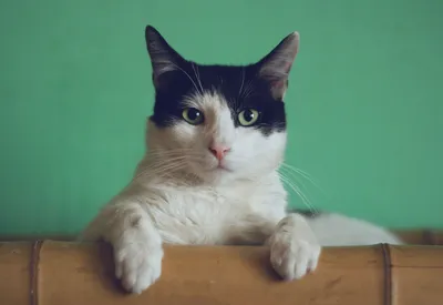 Отличия между котами и кошками: Как их различить