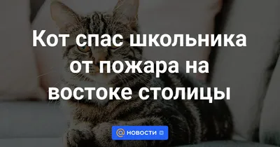 Прикольные картинки с надписями и почитай кота своего | Mixnews