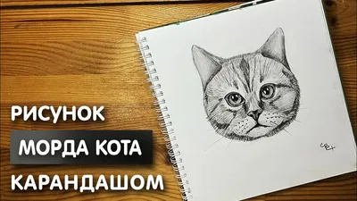 Нейросеть превращает рисунки в «настоящих» котов