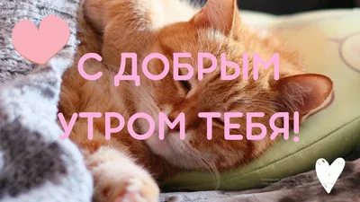 Стихи! Доброе июльское утро! Открытки с котятами! Котята, котики! С добрым  утром, друзья! Отличного июля! Стихотворение июльское! В… | Котята,  Открытки, Доброе утро