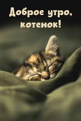 Доброе утро котик