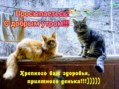 Доброе утро с котиками (смешные фото) - jokepix.ru