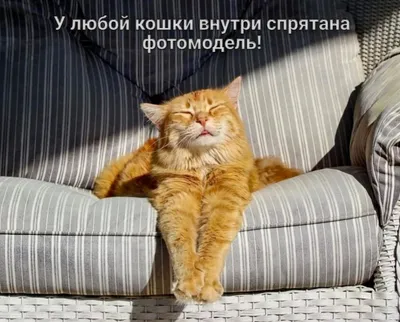 Картинка \"Доброго зимнего утра!\" с удивлённым котом • Аудио от Путина,  голосовые, музыкальные