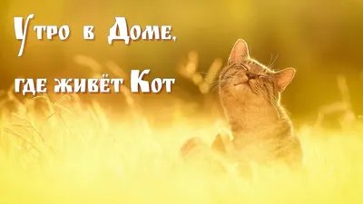 Без кота и жизнь не та. Смешная подборка в честь Всемирного дня кошек. |  Жизнь Животных | Дзен