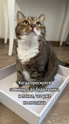 Пин от пользователя Екатерина на доске доброе утро cat | Милые котики,  Смешные котята, Котята