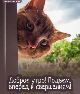 Открытка с заглядывающим котом \"Доброе утро!\" • Аудио от Путина, голосовые,  музыкальные