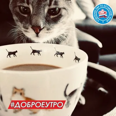 Открытки с добрым утром с котами: фото и картинки - snaply.ru