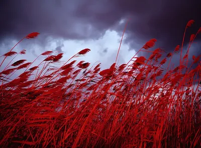 картинки с красным цветом: 2 тыс изображений найдено в Яндекс.Картинках |  Цветы, Кустарники, Красный