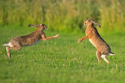 заяц зайцы кролик кролики / смешные картинки и другие приколы: комиксы, гиф  анимация, видео, лучший интеллектуальный юмор.