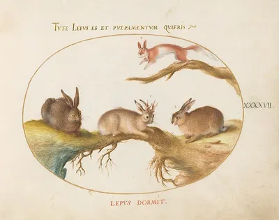 Зайцы и кролики нового времени: откуда уши растут?