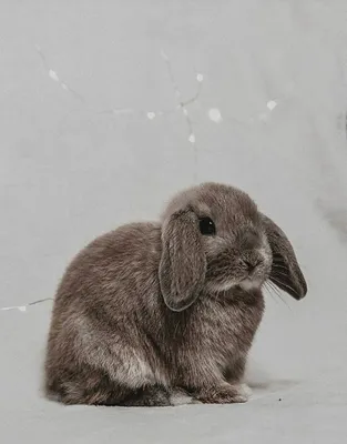Эстетик#Кролик#Милашка | Кролик, Милые обои, Обои