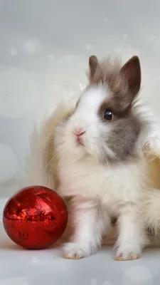 Скачать 1350x2400 кролик, новый год, шар обои, картинки iphone 8+/7+/6s+/6+  for parallax