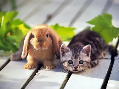 Обои на рабочий стол Белый кролик с морковкой выглядывает из-за двери,  анимационная комедия The Secret Life of Pets / Тайная жизнь домашних  животных, обои для рабочего стола, скачать обои, обои бесплатно