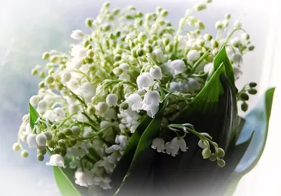 Ландыши в корзинке - заказать доставку цветов в Москве от Leto Flowers