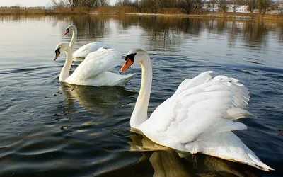 Картина по номерам \"Беседка на озере с лебедями\"