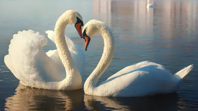 Купить картину Петер Менстед - Ручей с двумя белыми лебедями - Damina.plus