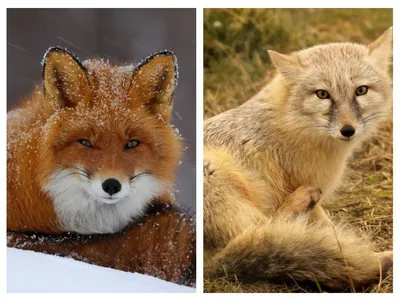Интересные факты о лисицах | NabeeNature | Дзен