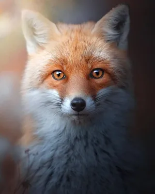Stuffed fox - Leonid Stepanov. Подробное описание экспоната, аудиогид,  интересные факты. Официальный сайт Artefact