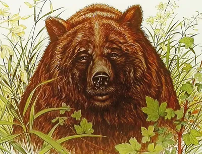 Купить плакат Медведь в кустах от 290 руб. в арт-галерее DasArt