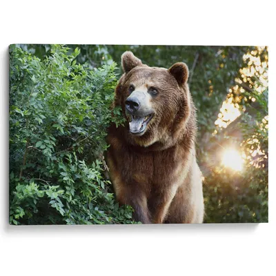 Картина на холсте \"Медведь в кустах\"