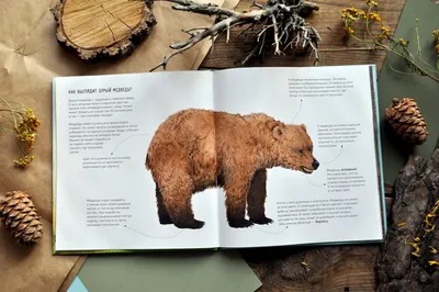 Медведь в кустах | Пикабу