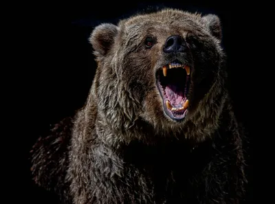 Мемные расследования: история появления Медведя в кустах