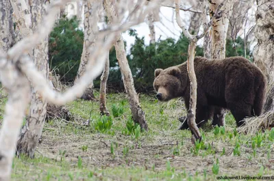 Чернику в лесах Ленинградской области собирают медведи, белки и глухари в  августе 2022г. - 29 августа 2022 - ФОНТАНКА.ру
