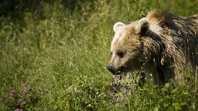 Громила выскочил из-за кустов: ярославцы обсуждают в сети видео с медведем