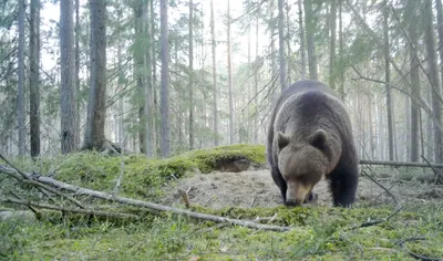 Лучшее за год: Подставь бочок - есть ли у вас шансы победить медведя - 8  января 2019 - НГС.ру