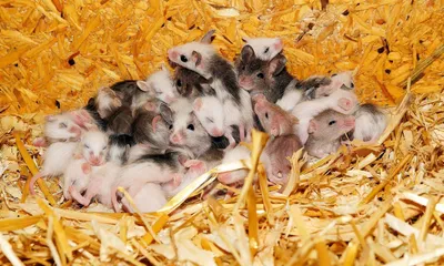 Тортюф — Капкейки с мышками (мышатами) на заказ в Санкт-Петербурге