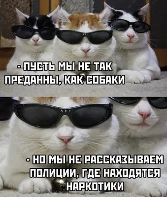 Bad Bro Футболка с надписью суетолог