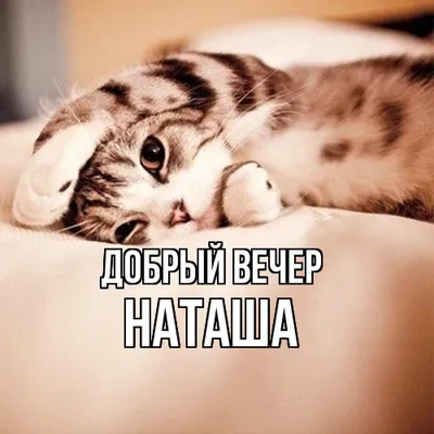коты и Наташа | Смешные открытки, Кот, Кошки