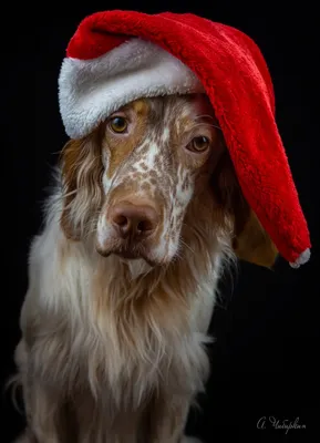 Новый год с домашними животными: ТОП-15 «нет» по совету ветеринара |  Событие от онлайн-журнала Folga'