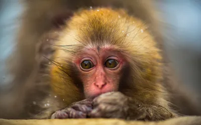 С новым 2016, годом, обезьяны! — Chery Tiggo 5, 2 л, 2015 года | другое |  DRIVE2