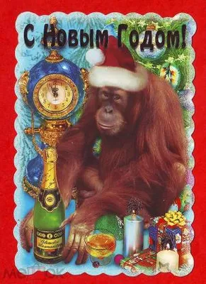 С Новым Годом!, ИПФ \"Стезя\" - 2004 год.Обезьяна, Орангутан, Свеча, Часы,  Шампанское.