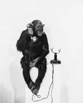 Когда наступит год обезьяны 2016 по восточному календарю? | Радио Одинцова
