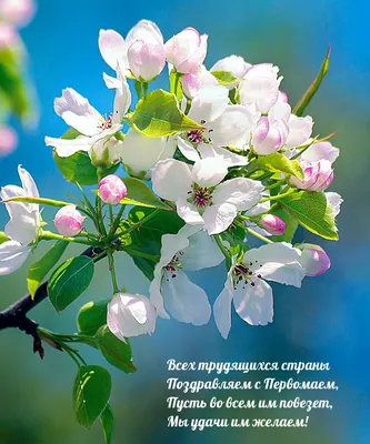 С первомаем