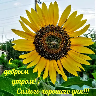 Pin by Людмила Бойко on день подруги 1 августа | Birthday wishes flowers,  Christmas ornaments, Holiday