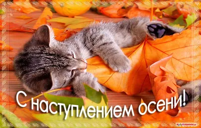 С первым днем Осени, друзья! Пусть она подарит вам побольше теплых,  солнечных дней! :: *MIRA* ** – Социальная сеть ФотоКто