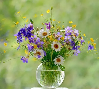 Открытка с Днем рождения - полевые цветы на сияющем фоне для Алины