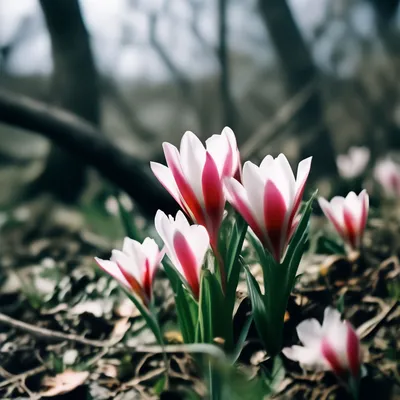 1 марта — Праздник прихода весны | 01.03.2023 | Каменск-Шахтинский -  БезФормата